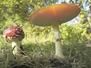 Fly agarics (Amanita muscaria) growing at the edge of a forest