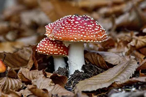 Fly agarics (Amanita muscaria) sprouting from autumn leaves