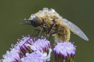 Fly (Diptera), dew covered on flower
