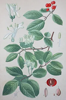 Fly honeysuckle (Lonicera xylosteum)