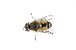 Fly isolated on a white background