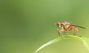 Fly on a leaf closeup macro shot