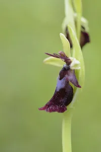 Fly orchid (Ophrys insectifera)