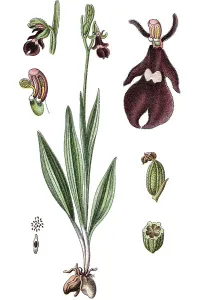 Fly Orchid (Ophrys muscifera), medicinal plant