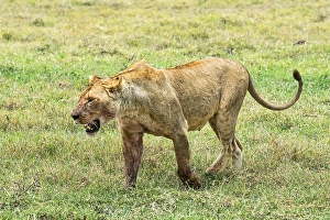 Fly-ridden Lioness (Panthera leo)