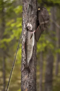 Fly rod, grayling and cap on a tree