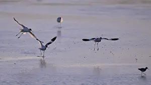 Three flying avocets (Recurvirostra avosetta) over water in backlight