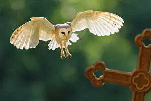 Flying barn owl (Tyto alba), Gerolstein