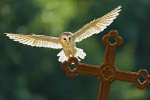 Flying barn owl (Tyto alba), Gerolstein