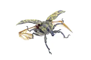 Flying beetle isolated on a white background