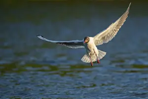 Flying Black-headed Black-headed Gull (Chroicocephalus ridibundus)