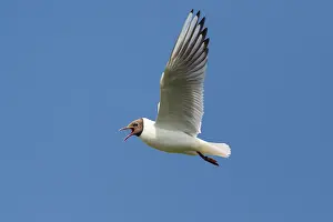 Flying Black-headed Black-headed Gull (Chroicocephalus ridibundus)