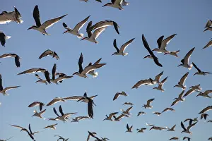 Flying black skimmer terns Rynchops niger over the water of Clam Pass in Naples