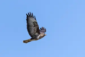 Flying buzzard with outstretched wings against a blue sky
