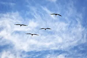Four flying common cranes (Grus grus)