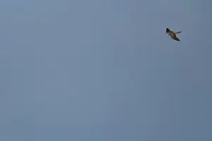 Flying Common Kestrel (Falco tinnunculus)