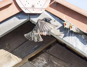 Flying Common Starling feeding babies that have shelter under the roof of a house