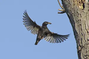 Flying common starling (Sturnus vulgaris) with spread wings approaching breeding cavity