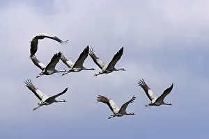 Flying cranes (Common Cranes) (Grus grus)