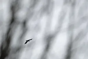 Flying crow (Corvus corone), Schwalm-Nette nature reserve