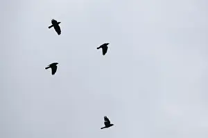 Flying crows (Corvus corone), Schwalm-Nette nature reserve