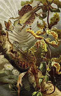 Flying dragons (Draco), a genus of the lizard family Agamas