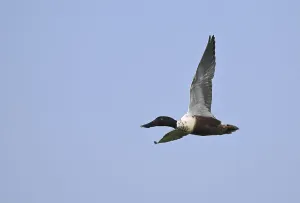 Flying drake of the shoveler (Anas clypeata) in front of a blue sky