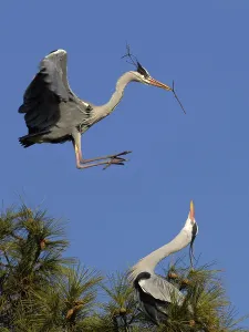 Flying European grey heron (Ardea cinerea) with nesting material