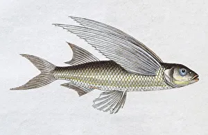 Flying Fish, Exocoetus exiliens (Exocoetus exiliens)