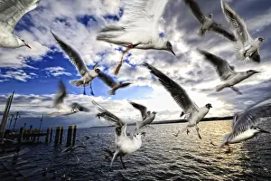 Flying flock of birds with seagulls at Lake Constance