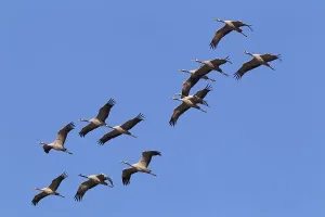 Flying gray cranes (Grus grus)