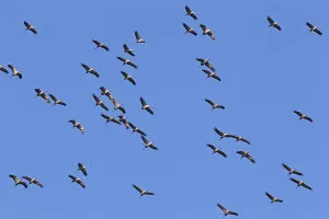 Flying gray cranes (Grus grus)
