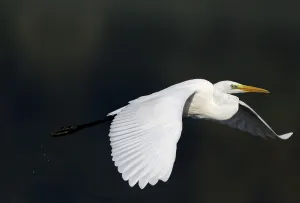 Flying great egret (Casmerodius albus)