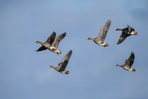 Flying greater white-fronted geese (Anser albifrons)