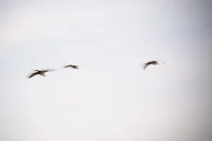 Flying grey geese (Anser anser)