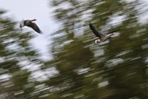Flying grey geese (Anser anser)