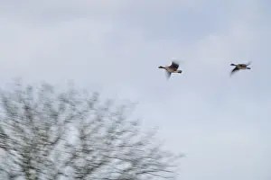 Flying grey geese (Anser anser)