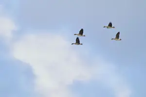 Flying grey geese (Anser anser)