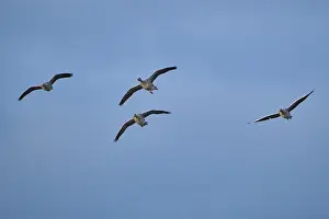 Flying grey geese (Anser anser)