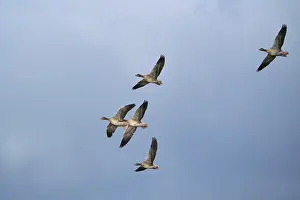 Flying grey geese (Anser anser)