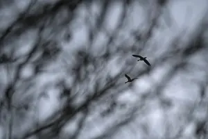 Flying grey geese (Anser anser)