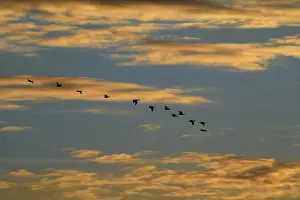 Flying grey geese (Anser anser) in front of the evening sky
