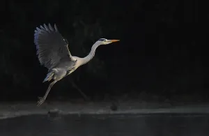 Flying Grey Heron (ardea cinerea)