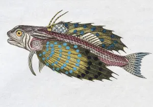 Flying gurnard (Dactylopterus volitans)
