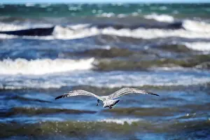 Flying herring gull, Larus argentatus