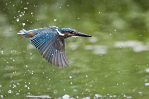 Flying Kingfisher (Alcedo atthis) flying