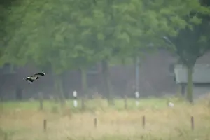 Flying lapwing (Vanellus vanellus) over a field