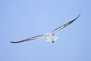 Flying Lesser black-backed gull (Larus fuscus fuscus) in flight