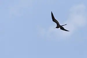 Flying magnificent frigatebird Fregata magnificens high above the shoreline of Marco Island