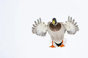 Flying mallard (anas platyrhynchos) in the snow